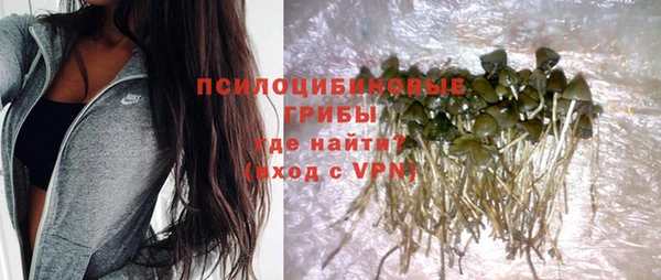 сатива Бородино